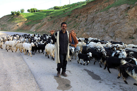 ۲۳ هزارخانوار روستایی استان بوشهر هیچ بیمهای ندارند