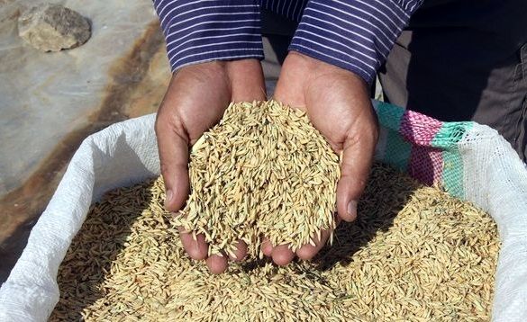 شلتوککاران خوزستانی به بیمه مزارع "نه" گفتند