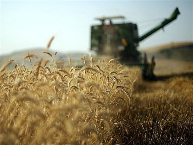 کارشناسان بیمه خسارت در مزارع را با دلیل تراشی رد میکنند