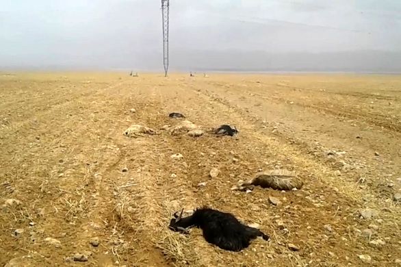 100 راس دام را در خراسان شمالی تلف شد
