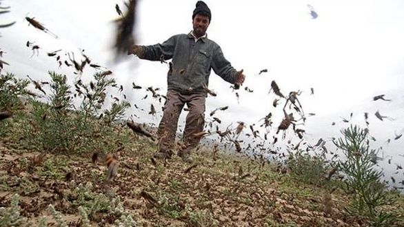 قانون بیمه کشور، خسارت آفت ملخ به کشاورزی را لحاظ نمیکند