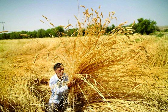 بیمه جبرانکننده خسارات وارده به کشاورزان است