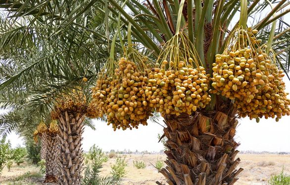 بیمه نخیلات خوزستان نصف شد
