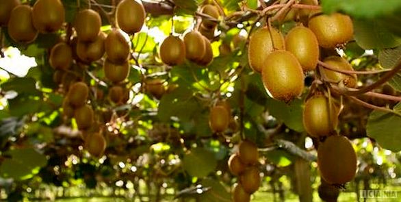 باغهای کیوی تحت پوشش بیمه افزایش مییابند
