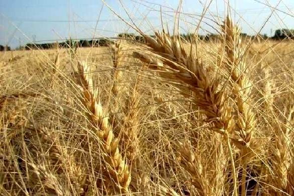 پلاک گذاری ماشین آلات کشاورزی بدون شرط بیمه نامه اجرایی میشود