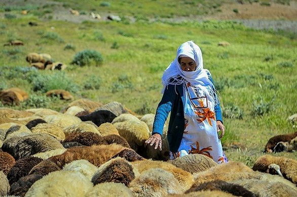 144 هزار خانوار فاقد بیمه در اولویت صندوق بیمه اجتماعی آذربایجان غربی قرار دارند