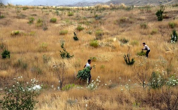 بخشی از مراتع بروجرد تحت پوشش خدمات بیمهای قرار گرفت