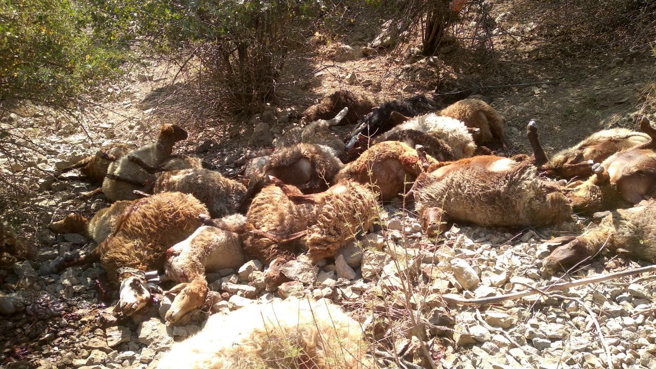 شرکت بیمه نسبت به سقوط دام از ارتفاع هیچگونه پرداختی نداشته است