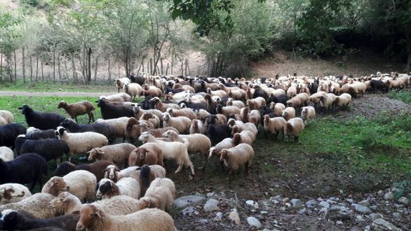 وضعیت پوشش بیمه دامها در استان همدان غیرقابل قبول است