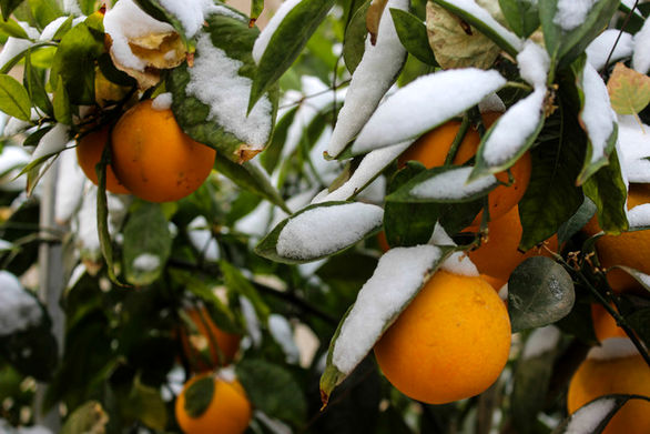 دو سوم باغداران از بیمه کشاورزی استقبال نمیکنند