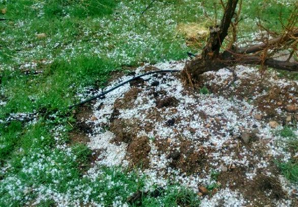 بارش تگرگ خسارت 50درصدی به مزارع مهاباد وارد کرد