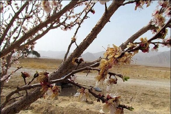 چتر حمایتی بیمهها کشاورزان را از تبعات اقتصادی حوادث طبیعی حفظ نکرد