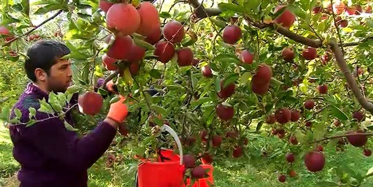 روند تغییرات تعداد بهرهبرداریهای دارای فعالیت باغداری، منفی شد