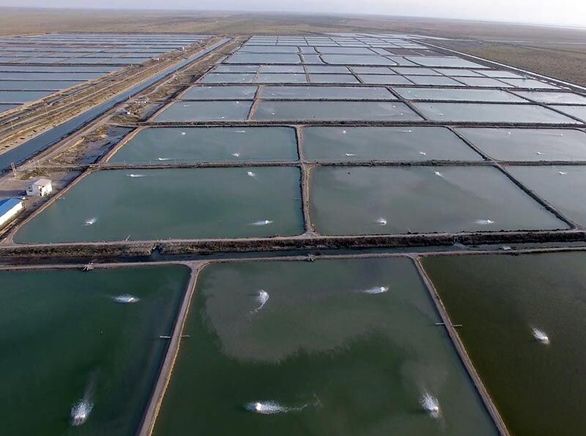بیمه مزرعههای پرورش میگو در هرمزگان اجباری شد