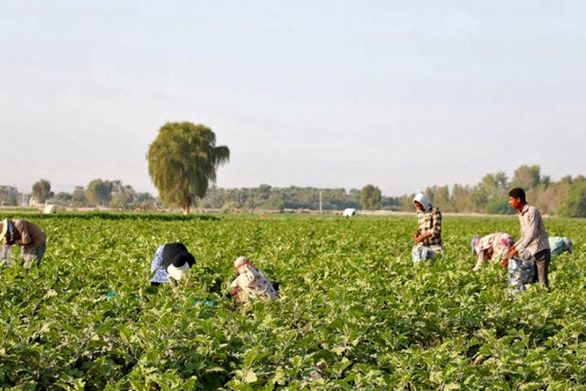 بیمه محصولات پائیزه در شهرستان مرودشت آغاز شد