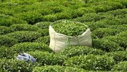 واردات چای از نصف کمتر شد