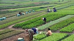 پرداخت ۶ هزار میلیارد تومان به صندوق بیمه محصولات کشاورزی