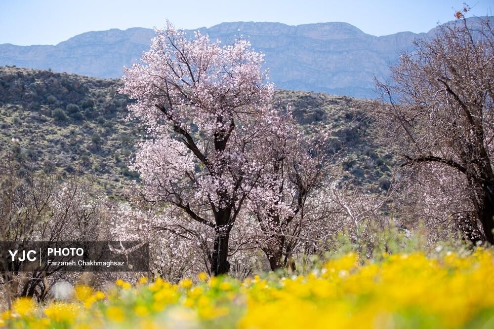 شکوفه‌های زیبای بهاری روستای مهارلو (11)