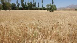 کشاورزان تنها ۲۰ درصد حق بیمه را پرداخت می‌کنند