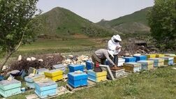 زنبورداران توانایی پرداخت حق بیمه خویش فرما را ندارند 