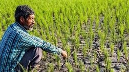  طرح الگوی کشت تا پایان سال تدوین می شود 