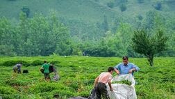 نحوه پرداخت خسارت محصول چای نقطه به نقطه نیست