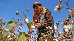 کشاورزان و باغداران برای بیمه کردن محصولات خود، رغبت چندانی ندارند