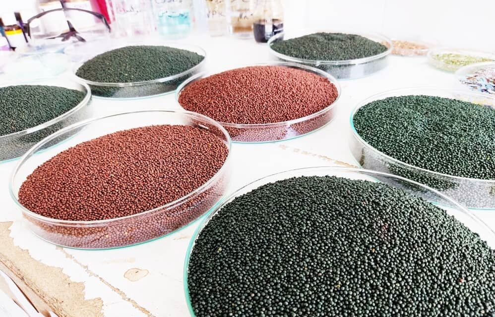 میزان واردات رسمی بذور در کشور ۱۵۰ تا ۳۰۰ میلیون‌دلار است