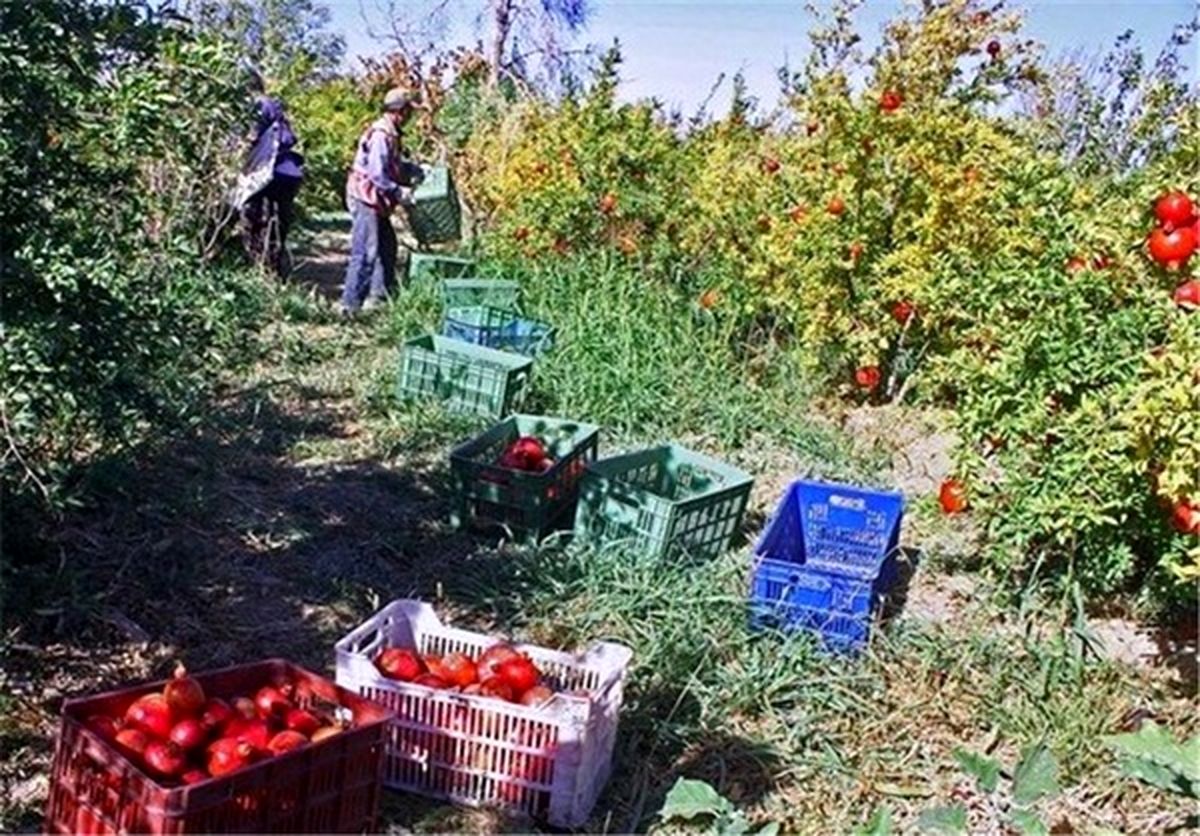 میزان استقبال باغداران از بیمه کارگران برای گردوتکانی بسیار کم است