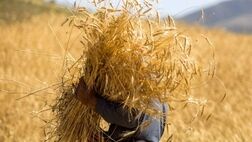 پیش بینی تولید ۱۳.۵ میلیون تن گندم