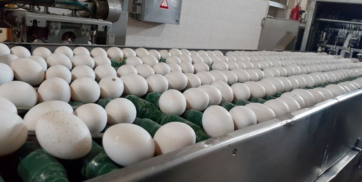 نرخ تخم مرغ از ابتدای شهریور اصلاح میشود