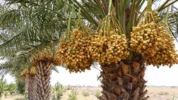 بیمه نخیلات خوزستان نصف شد