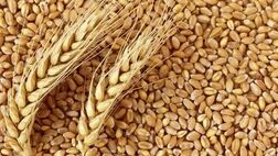 کاهش 20 دلاری قیمت گندم با رشد صادرات روسیه