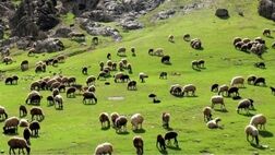 تولید یک چهارم گوشت قرمز کشور توسط عشایر