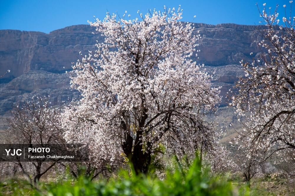شکوفه‌های زیبای بهاری روستای مهارلو (6)