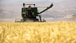 ۹۵ درصد مطالبات گندمکاران پرداخت شد
