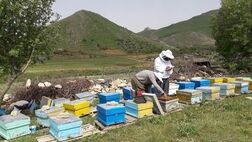 تامین اجتماعی حاضر به بیمه کردن زنبورداران نیست/ بی‌توجهی به صنعت زنبورداری کشاورزی را فلج می‌کند