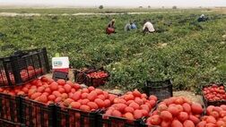 هر کیلو گوجه ۳۵ تا ۴۵ هزار تومان