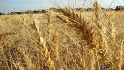 پلاک گذاری ماشین آلات کشاورزی بدون شرط بیمه نامه  اجرایی می‌شود
