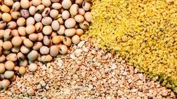 
تاخیر ۶ ماهه در تخصیص ارز نهاده های دامی