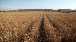 نرخ منطقی خرید تضمینی گندم برای سال زراعی جدید حداقل ۳۰ هزارتومان