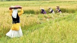 بیش از ۳ میلیون نفر عضو صندوق بیمه عشایر و روستاییان هستند
