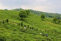 پیش بینی خرید ۴ همتی برگ سبز چای / پرداخت ۷۵ درصدی مطالبات