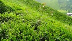 تنظیم بازار چای به بخش خصوصی واگذار شد