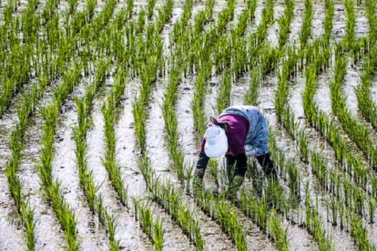 مازندران برنج غذای ۲۵ میلیون ایرانی را تامین میکند