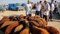 دامداران بدلیل نداشتن پوشش بیمه زیان زیادی را متحمل می‌شوند