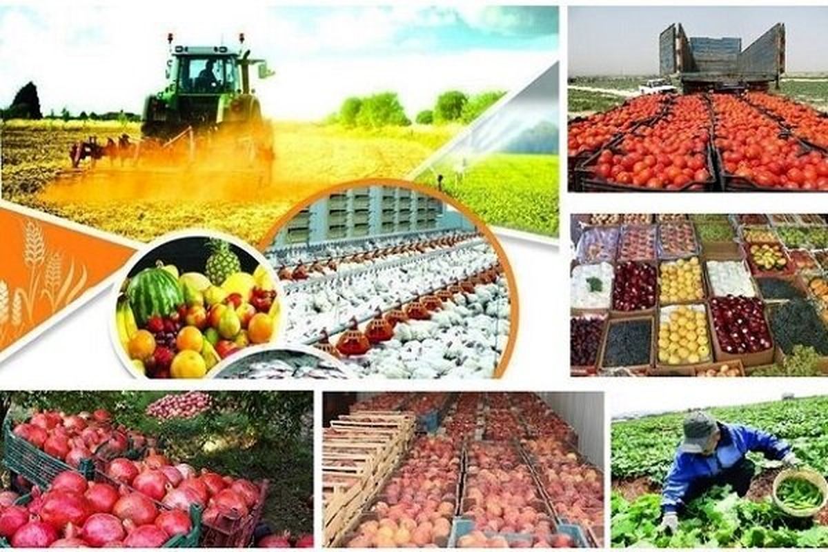 پرداخت ۴۸ میلیارد تومان تسهیلات به شرکتهای دانشبنیان بخش کشاورزی