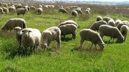  ۱۰ هزار دام زنده برای عید قربان وارد تهران شد 