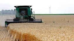 خرید تضمینی گندم ۲.۳ میلیون تن نسبت به سال گذشته افزایش یافت