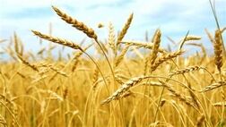 یک درصد کشاورزی کشور قراردادی شده است